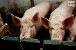 На Кубани разведением свиней будут заниматься специальные ассоциации
