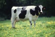 В Калининградской области поголовье крупного рогатого скота добралось до отметки в 90 тысяч голов