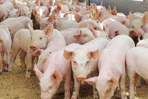Карантин по африканской чуме свиней снят в Калужской области