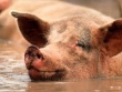 Россельхознадзор: Свиноводческие фермы с низким уровнем биологической защиты переведут на альтернативные виды животноводства