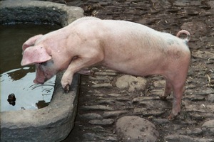 Фермеры из карантинной зоны по АЧС в Польше не находят рынка сбыта свинины