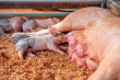 Украинский KSG Agro планирует строительство свинокомлекса в Казахстане