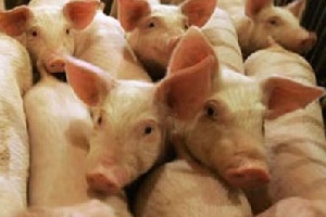 Около 60% экспорта свинины из Украины приходится на Молдову