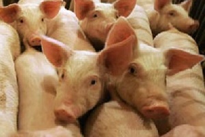 Около 60% экспорта свинины из Украины приходится на Молдову Около 60% экспорта свинины из Украины приходится на Молдову
