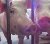 Приставы запретили кубанскому предприятию «Восход» заниматься свиноводством