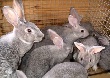 Костромской «Русский кролик» завоевал гран-при World food 2012 Костромской «Русский кролик» завоевал гран-при World food 2012