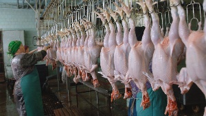 Россия не пустила из Украины на экспорт 37 тонн мяса птицы