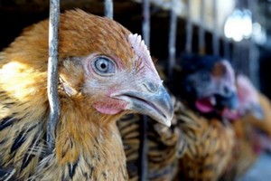 Беларусь сняла запрет на ввоз мяса птицы из Германии