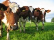 Украина: в Сумской области создается сеть убойных пунктов для скота