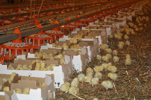 В Нижегородской области хотят обанкротить две птицефабрики