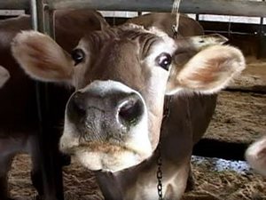 ОАО «Ваганово» присвоен статус племенной организации по трансплантации эмбрионов крупного рогатого скота