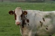 Полиция Ленобласти расследует преступление, совершенное коровой