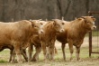 В Украину запрещен ввоз рогатого скота с территории Македонии