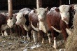 Хозяйства Алтайского края проводят бонитировку скота мясного направления продуктивности