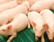Норвежская компания запустит свиноводческий комплекс в Нижегородской области
