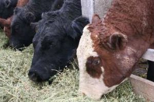 Использование антибиотиков в корме для животных повышает выбросы парниковых газов