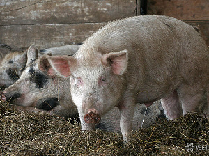 Ученые Кузбасской сельхозакадемии снова получили грант на свои научные разработки в области геномной селекции