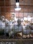 Минэкономразвития прощупывает почву для экспорта российской курятины