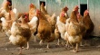 Челябинские ученые разработали технологию, превращающую куриный помет в пищевую добавку. 