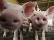  Эстонские свиноводы обвиняют правительство в безразличии к их проблемам 
