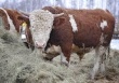Правительство распределило 3,15 млрд руб. на объекты мясного скотоводства 