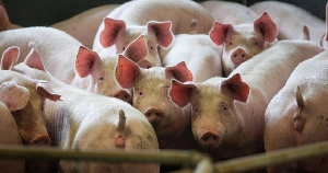 Яндовищенский СВК отправил первую партию товарных свиней на Курский мясоперерабатывающий завод