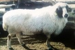 В Монголии появилась новая перспективная порода овец