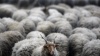 Козы и овцы с подозрением на бруцеллез пропали в Астраханской области
