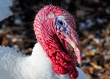В США на одной из крупнейших индюшиных ферм обнаружен вирус птичьего гриппа