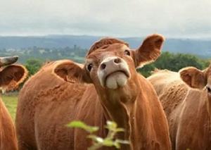 На Ставрополье выводят новые мясные типы пород крупного рогатого скота