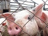 Краснодарскому краю за месяц необходимо перевести свинофермы на закрытое содержание