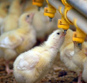 Адлерская птицефабрика может лишиться порядка 55 га земли