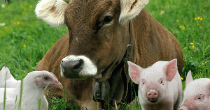 Удмуртия вышла на уровень самообеспечения по мясу скота и птицы