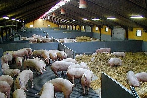 Кем-ойл групп будет восстанавливать Заринский свинокомплекс в Кемеровской области