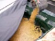 Птицеводы сократят производство при росте цен на корма