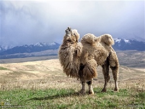 В горных районах Казахстана прижились верблюды