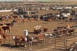 ЕС объявил о начале масштабного исследования по улучшению скотоводческих производственных технологий 