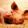 «Русагро» решило расширить свой масштабный животноводческий проект в Тамбовской области восьмым свинокомплексом