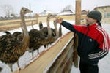 Страусы застраховались Страусы застраховались