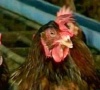 Посещение международных тематических выставок должно стать нормой жизни сельхозтоваропроизводителей Магаданской области