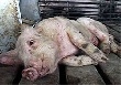 В Волгоградской области стараются подавить вспышку чумы свиней