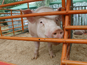 Казахстан снял двухлетний запрет на ввоз свинины из Омской области