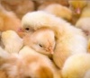 Магнитогорская птицефабрика извинилась перед горожанами за запах