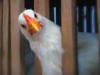 В Челябинской области открывается новая птицефабрика
