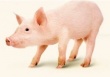 В Тамбовской области в производство свинины инвестируют более 10 млрд рублей