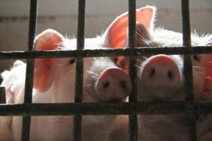  Крымские фермеры просят президента защитить свиней