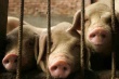 Об эпизоотической обстановке по африканской чуме свиней на территории России за январь-февраль 2015 года