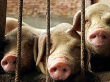 Белоруссия запретила ввоз смоленской свинины