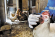 Вспышка птичьего гриппа H5N8 зафиксирована в Македонии