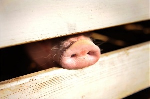 Польские фермеры не дают убивать здоровых свиней